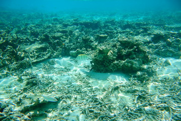 Naklejka na ściany i meble Underwater view of dead coral reefs and beautiful fishes. Snorkeling. Maldives, Indian ocean.