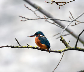 Icebird