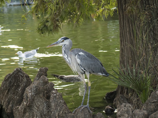 Heron bird