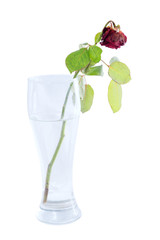 Withered rose in a glass. Withered feelings. Isolated.
