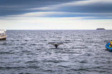 Fototapeta premium Husavik - May 07, 2018: Humpback whale in a whale-watching tour in Husavik, Iceland