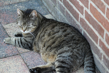gray house cat with black stripes resting in garden outside