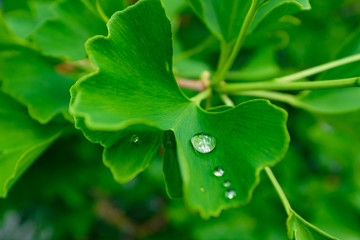 Detail eines Ginko Blattes mit Wassertropfen