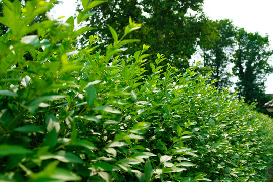 Ligusterhecke Ligustrum vulgare Atrovirens
