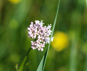 Common Valerian (Valeriana officinalis) flower blooming in spring