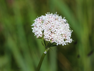 Common Valerian (Valeriana officinalis) flower blooming in spring