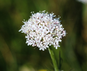 Common Valerian (Valeriana officinalis) flower blooming in spring