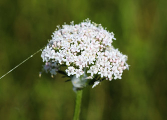 Common Valerian (Valeriana officinalis) flower blooming in spring