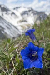 Enzianblüten in der Soierngruppe in Bayern