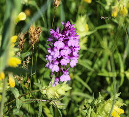 Dactylorhiza maculata, known as the heath spotted orchid or moorland spotted orchid