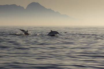 Silhouette of a common dolphin with its fin out of the water at the Mediterranean Sea in the coast of Malaga over an endless horizon feeling the sea loneliness and the amazing sea wildlife. Spain.