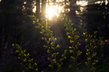 young green leaves on the branches of the bush, brightly lit by the setting sun in a shady forest, with a flowering rhododendron in the shade in the background