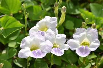 White and Purple Flower