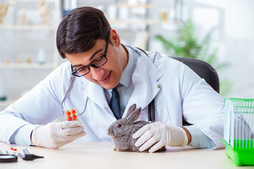 Scientist doing testing on animals rabbit