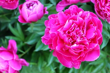 Pink peony flowers