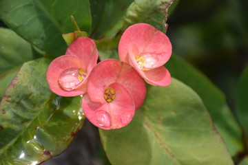 Obraz premium Pink Flower with Water Drops