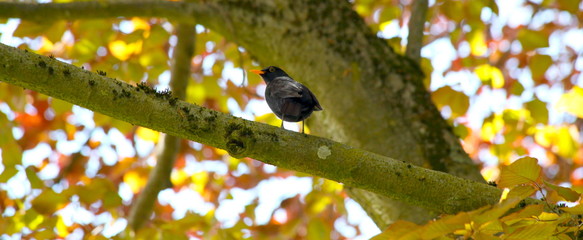 Amsel im Park