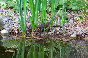 Amsel im Park