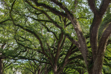 Fototapeta premium louisiana oak tree