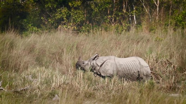 Greater One-horned Rhinoceros in Bardia national park, Nepal - specie Rhinoceros unicornis family of Rhinocerotidae