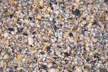 Sea shells background. Sea shells on the beach in Italy