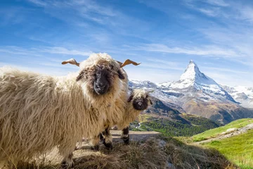 Crédence de cuisine en verre imprimé Cervin Moutons à nez noir du Valais devant le Cervin à Zermatt, Alpes suisses, Suisse