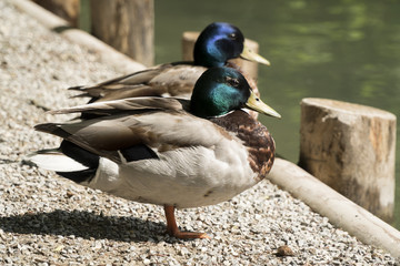 Zwei Stockenten am Seeufer