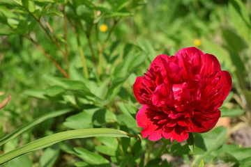 Red peony against green grass on a sunny day