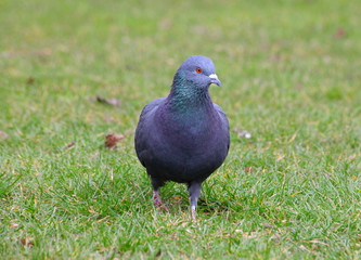 Tauben im Park