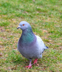 Tauben im Park
