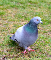 Obraz premium Tauben im Park