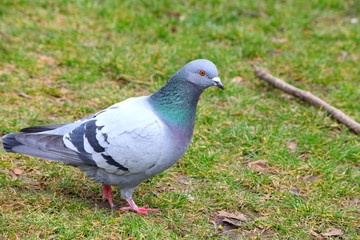 Tauben im Park