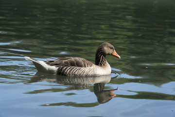 Schwimmende Graugans