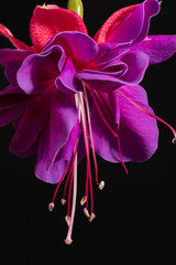 Single flower of fuchsia isolated on black background, close up. - obrazy, fototapety, plakaty