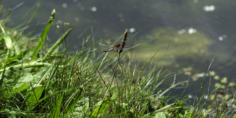 Seeufer mit Libelle - Stockfoto