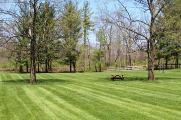 The spring green grass of the park on a sunny day.