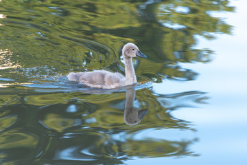 cute and fluffy swan cygnet with beautiful reflection on green and blue water