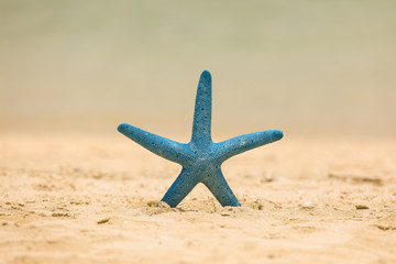 Fototapeta na wymiar blue starfish on the sand