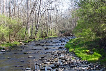 The creek in the woods of the park on a sunny spring day.