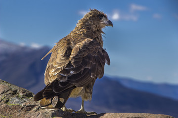 An oportunistic Caracara predator looking for food inside Patagonia mountains, Argentina