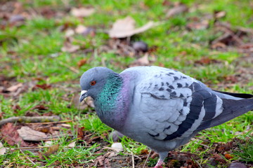 Fototapeta premium Tauben im Park