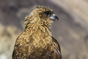 An oportunistic Caracara predator looking for food inside Patagonia mountains, Argentina