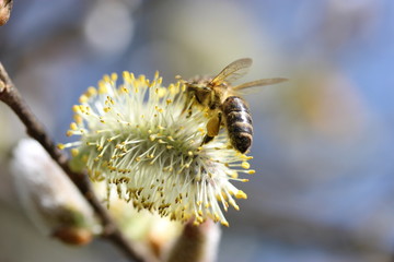 Bee