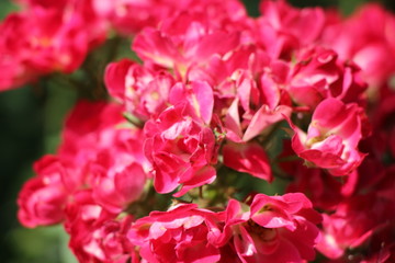 Fototapeta na wymiar pink wildflower