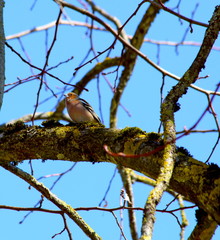 Buchfink beim singen