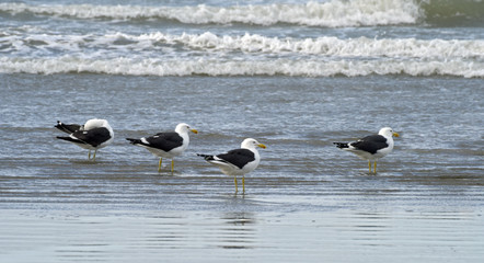 Fototapeta na wymiar Kelp gull fishing on the beach