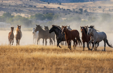Herd of Wild Horses Running in the Desert