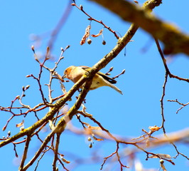 Buchfink beim singen