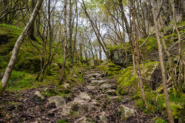 Fototapeta na wymiar Stone stairs forest hiking path Norway