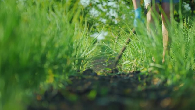 A woman is weeding a bed of onions, destroying weeds. Eco-friendly products with a farm concept